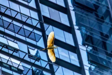 Webinář SAINT-GOBAIN  GLASS: Účinná ochrana ptactva v architektuře